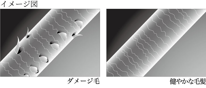 イメージ図ダメージ毛と健やかな毛髪