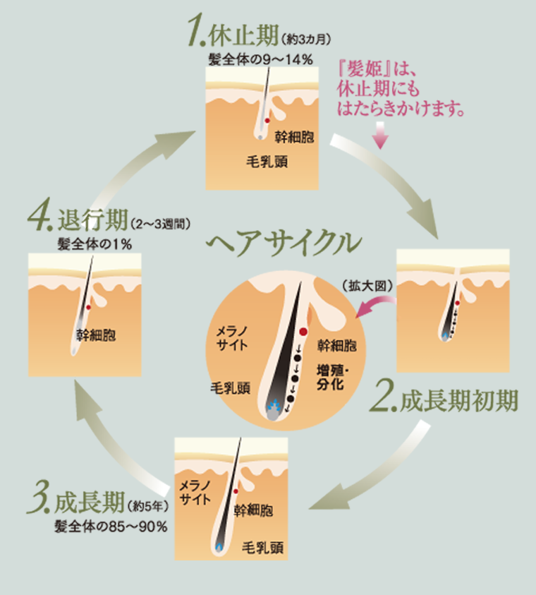 ヘアサイクル